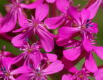 Sticky Catchfly